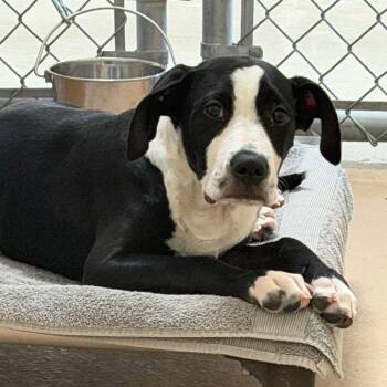 Vern -  Black Labrador Retriever and Pit Bull Terrier Dog for Adoption in Reno, Nevada - Vern | PetCurious