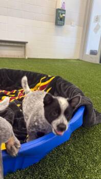 Herder -  Australian Cattle Dog Blue Heeler and Cattle Dog Dog for Adoption in Phoenix, Arizona - Herder | PetCurious