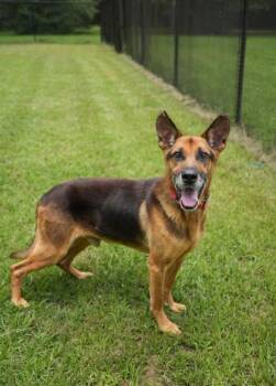 Goose 63324 -  German Shepherd Dog and Mixed Breed Dog for Adoption in Aiken, South Carolina - Goose 63324 | PetCurious