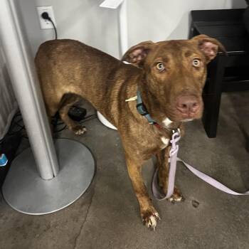 Terrier Dogs Available for Adoption in Tampa, Florida - Daisy | PetCurious