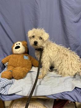 Poodle Dogs Available for Adoption in Pacifica, California - Sheep | PetCurious