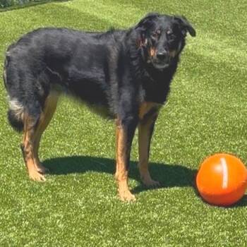 Oakley -  Airedale Terrier and Border Collie Dog for Adoption in Idaho Falls, Idaho - Oakley | PetCurious