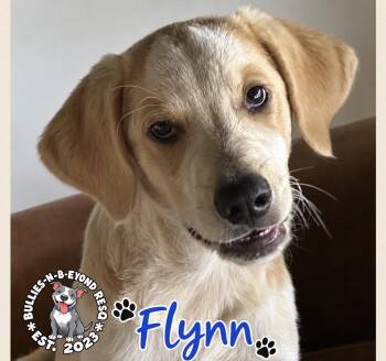 Flynn -  Great Pyrenees and Australian Cattle Dog Blue Heeler Dog for Adoption in Omaha, Nebraska - Flynn | PetCurious
