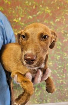 Teagan -  American Staffordshire Terrier and Mixed Breed Dog for Adoption in San Antonio, Texas - Teagan | PetCurious