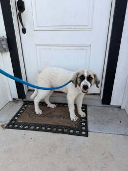Breezy -  Great Pyrenees Dog for Adoption in Gainesville, Virginia - Breezy | PetCurious