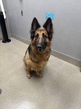 KALANI -  German Shepherd Dog Dog for Adoption in Las Vegas, Nevada - KALANI | PetCurious