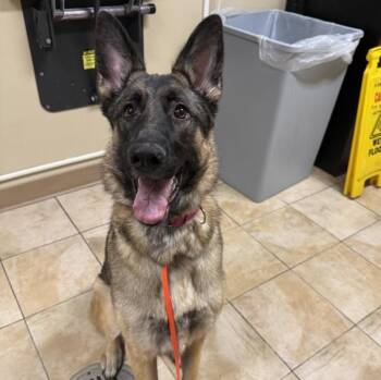 German Shepherd Dog Dogs Available for Adoption - Kira | PetCurious