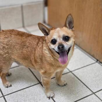 Moby -  Mixed Breed Dog for Adoption in Charleston, West Virginia - Moby | PetCurious