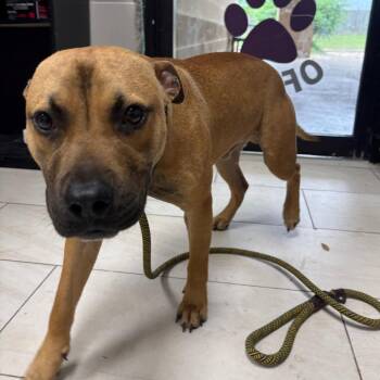 Pit Bull Terrier Dogs Available for Adoption in Lufkin, Texas - Spud | PetCurious