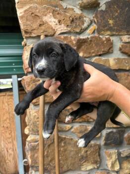 Sarah (Purple) -  Pit Bull Terrier and Labrador Retriever Dog for Adoption in Russellville, Kentucky - Sarah (Purple) | PetCurious