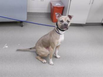CLONK -  Pit Bull Terrier and Mixed Breed Dog for Adoption in Omaha, Nebraska - CLONK | PetCurious