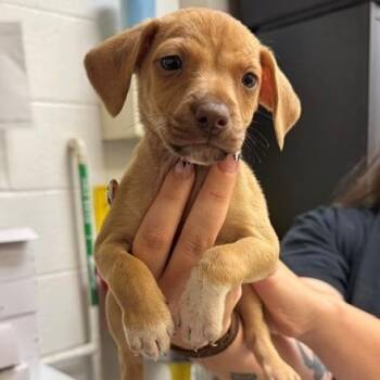 Sno Cone -  Chihuahua and Terrier Dog for Adoption in Grass Valley, California - Sno Cone | PetCurious
