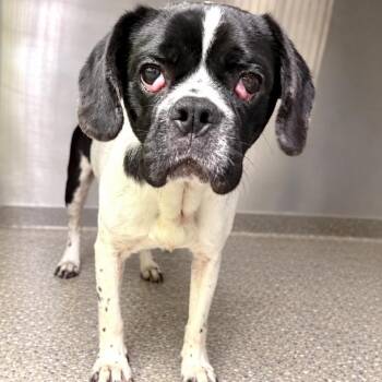 Sergio (Benefactor Dog) -  Boston Terrier Dog for Adoption in New Orleans, Louisiana - Sergio (Benefactor Dog) | PetCurious