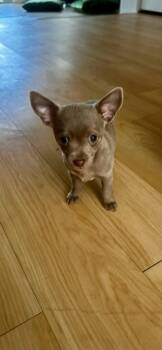 Chiweenie Dogs Available for Adoption in Lafayette, California - Sterling | PetCurious