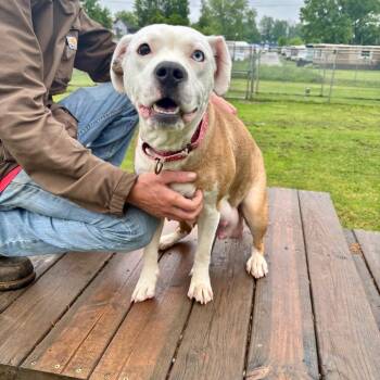 Tajin -  Pit Bull Terrier Dog for Adoption in Parkersburg, West Virginia - Tajin | PetCurious