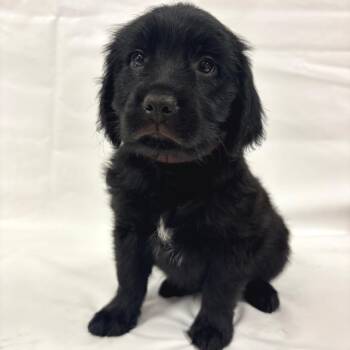 1165 (2026) Star -  Goldendoodle and Mixed Breed Dog for Adoption in Parker, Colorado - 1165 (2026) Star | PetCurious
