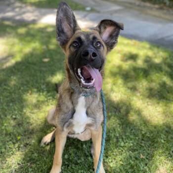 Rescue German Shepherd Dog and Mixed Breed Dogs for Adoption in San Jacinto, California - Pixie | PetCurious