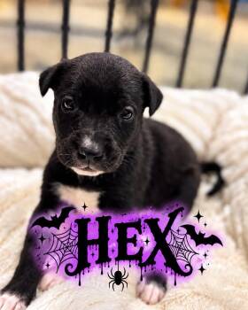 Hex -  Golden Retriever and Black Labrador Retriever Dog for Adoption in Grand Bay, Alabama - Hex | PetCurious