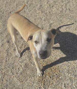 Rescue Pit Bull Terrier and Mixed Breed Dogs for Adoption in Gray, Louisiana - Purple People Eater | PetCurious