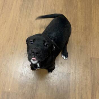 Rescue Doberman Pinscher Dogs for Adoption in Beaumont, Texas - Chrissy | PetCurious