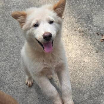 Lykos -  Chow Chow and Australian Shepherd Dog for Adoption in Breese, Illinois - Lykos | PetCurious