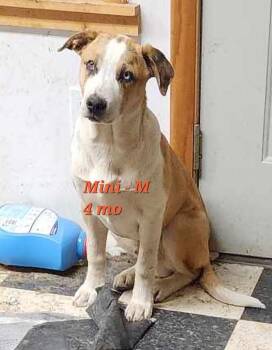 American Staffordshire Terrier and Australian Shepherd Dogs Available for Adoption in Nucla, Colorado - Mini | PetCurious