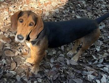 Oyster -  Basset Hound and Beagle Dog for Adoption in Charlotte, North Carolina - Oyster | PetCurious