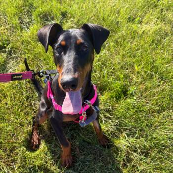 Ruby -  Doberman Pinscher Dog for Adoption in Naperville, Illinois - Ruby | PetCurious