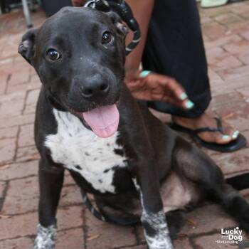 Tina Sue -  Labrador Retriever and Pointer Dog for Adoption in Washington, District Of Columbia - Tina Sue | PetCurious