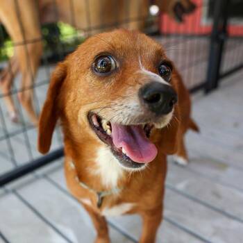 Pippa -  Mixed Breed Dog for Adoption in Bradenton, Florida - Pippa | PetCurious
