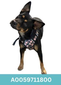 Rescue Australian Kelpie Dogs for Adoption in Red Bluff, California - Mickey | PetCurious