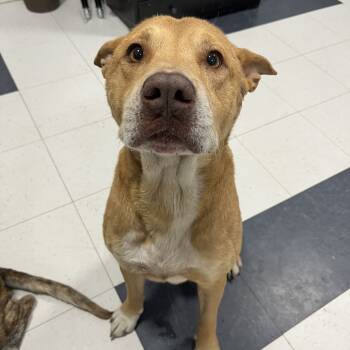 Rescue Boxer and Mixed Breed Dogs for Adoption in Richmond Hill, Georgia - Calvin | PetCurious