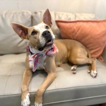 Phoebe Taylor A Solar Powered Princess -  Pit Bull Terrier and American Staffordshire Terrier Dog for Adoption in Friendswood, Texas - Phoebe Taylor A Solar Powered Princess | PetCurious