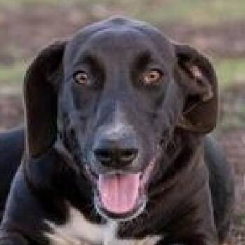 Doberman Pinscher and Black Labrador Retriever Dogs Available for Adoption - Dobi | PetCurious