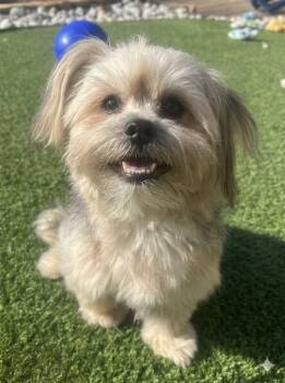 COCO -  Shih Tzu Dog for Adoption in Dallas, Texas - COCO | PetCurious