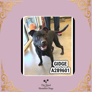 Inky -  Staffordshire Bull Terrier and Mixed Breed Dog for Adoption in Cumberland, Rhode Island - Inky | PetCurious