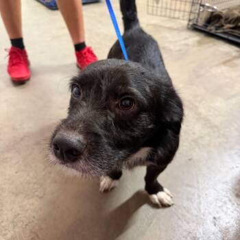 Barrett -  Mixed Breed Dog for Adoption in Jefferson City, Tennessee - Barrett | PetCurious