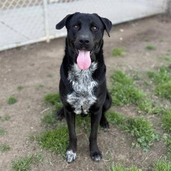 Labrador Retriever and Border Collie Dogs Available for Adoption - FINN | PetCurious