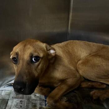 Vestavia Hills -  Mixed Breed Dog for Adoption in Gadsden, Alabama - Vestavia Hills | PetCurious