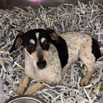 Adelaide -  Mixed Breed Dog for Adoption in Edwardsville, Illinois - Adelaide | PetCurious
