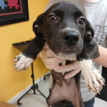Daisy -  Jack Russell Terrier Dog for Adoption in Clarksdale, Mississippi - Daisy | PetCurious