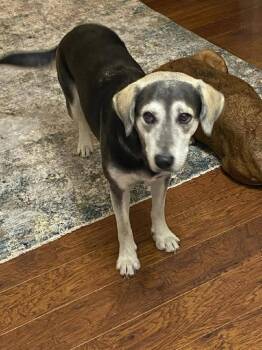 Jessie  -  Shepherd Dog for Adoption in Silsbee, Texas - Jessie  | PetCurious