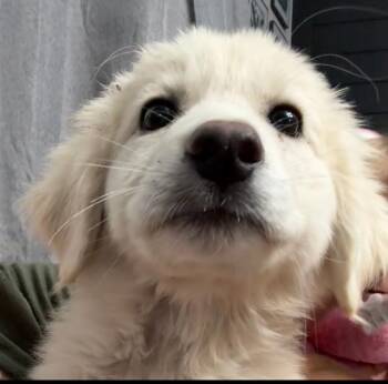 Yubi -  Great Pyrenees Dog for Adoption in Midway, Utah - Yubi | PetCurious