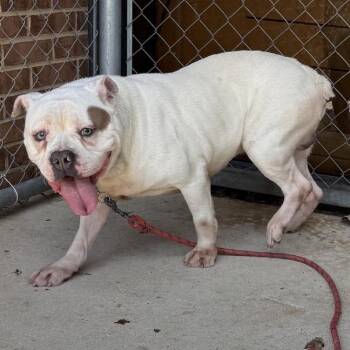 Victor -  English Bulldog Dog for Adoption in Birmingham, Alabama - Victor | PetCurious