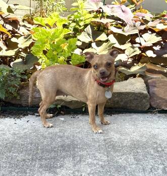 Rescue Chiweenie Dogs for Adoption in Houston, Texas - Buffi | PetCurious