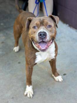 Maui -  Mixed Breed Dog for Adoption in Chamblee, Georgia - Maui | PetCurious