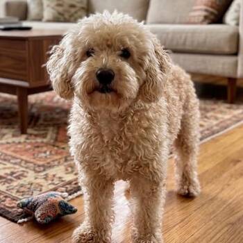 Mac -  Poodle Dog for Adoption in Pittsfield, Illinois - Mac | PetCurious