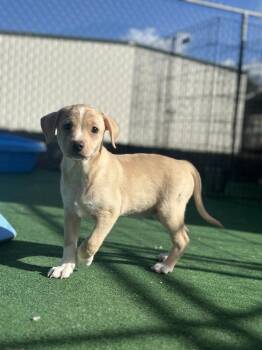 Stank Von Wigglebutt -  Labrador Retriever Dog for Adoption in Lakeland, Florida - Stank Von Wigglebutt | PetCurious