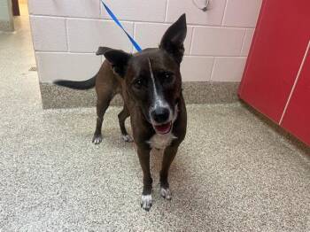 Rescue Australian Cattle Dog Blue Heeler and Mixed Breed Dogs for Adoption in Colorado Springs, Colorado - DUKE | PetCurious