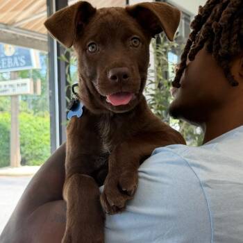 Chocolate Labrador Retriever and Mixed Breed Dogs Available for Adoption in Chesapeake, Virginia - Hiccup | PetCurious